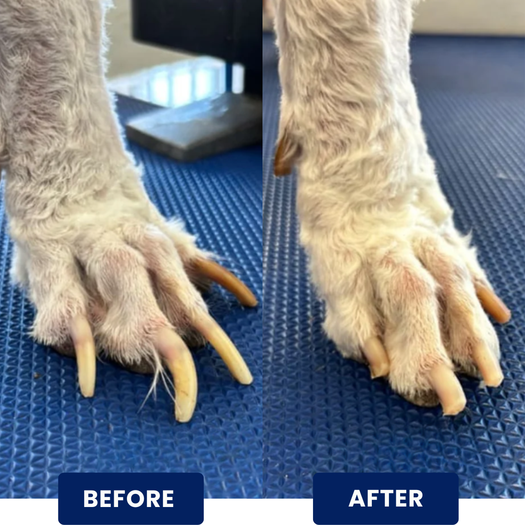 TheCalmPaw™ | Treat & File Nail Board